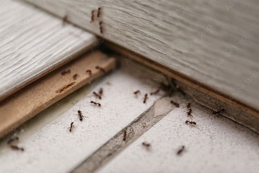 ant control