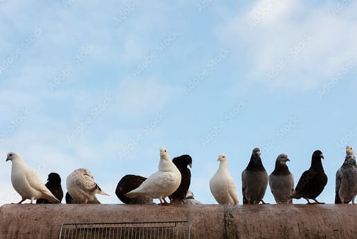 bird control