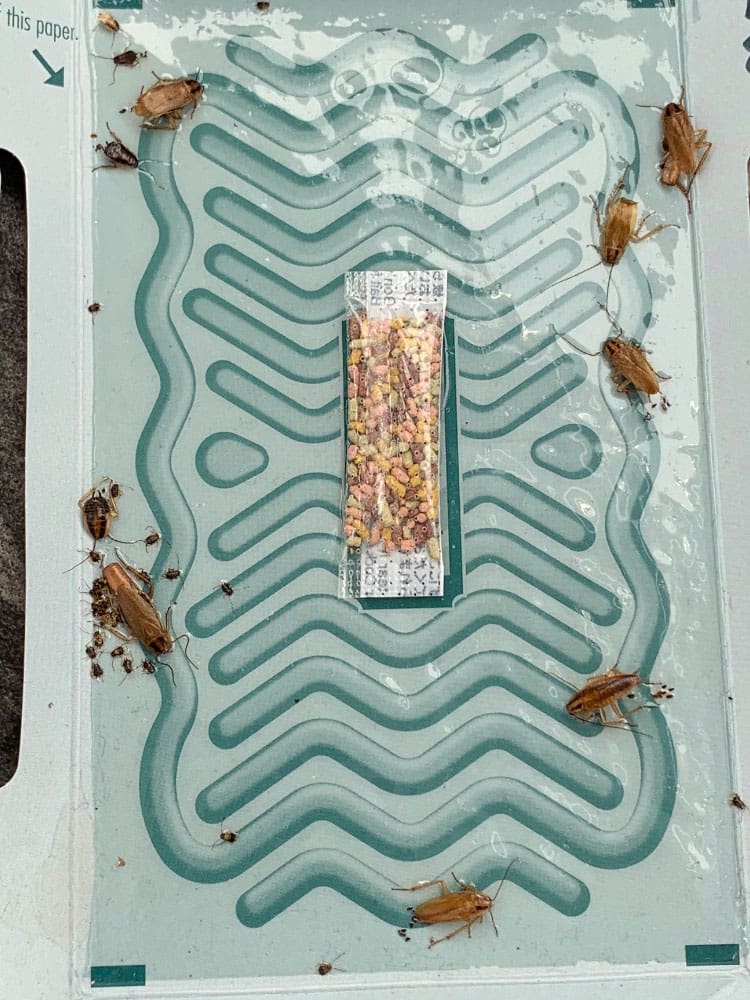 cockroach control
