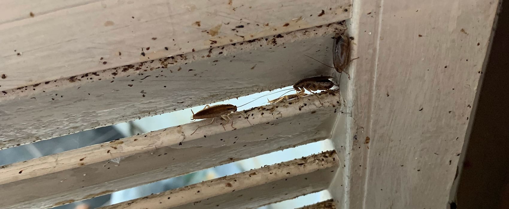 cockroaches