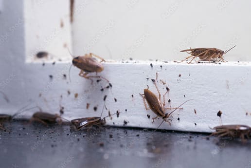 cockroaches