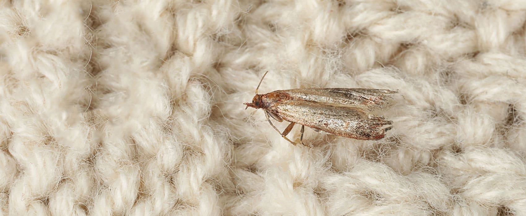 moth control