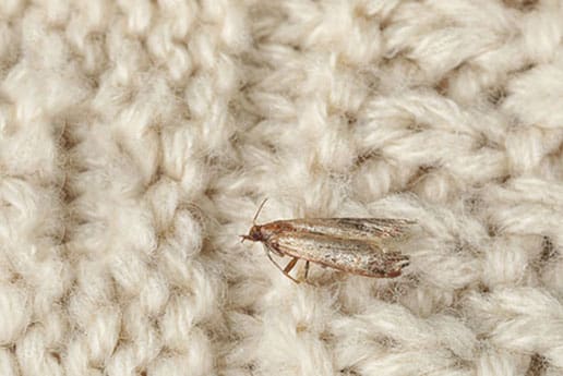 moth control