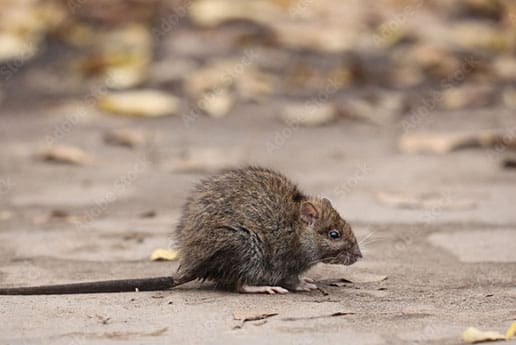 rats