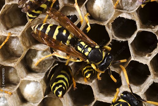 wasp nest removal