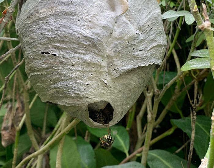 wasp nest treatment