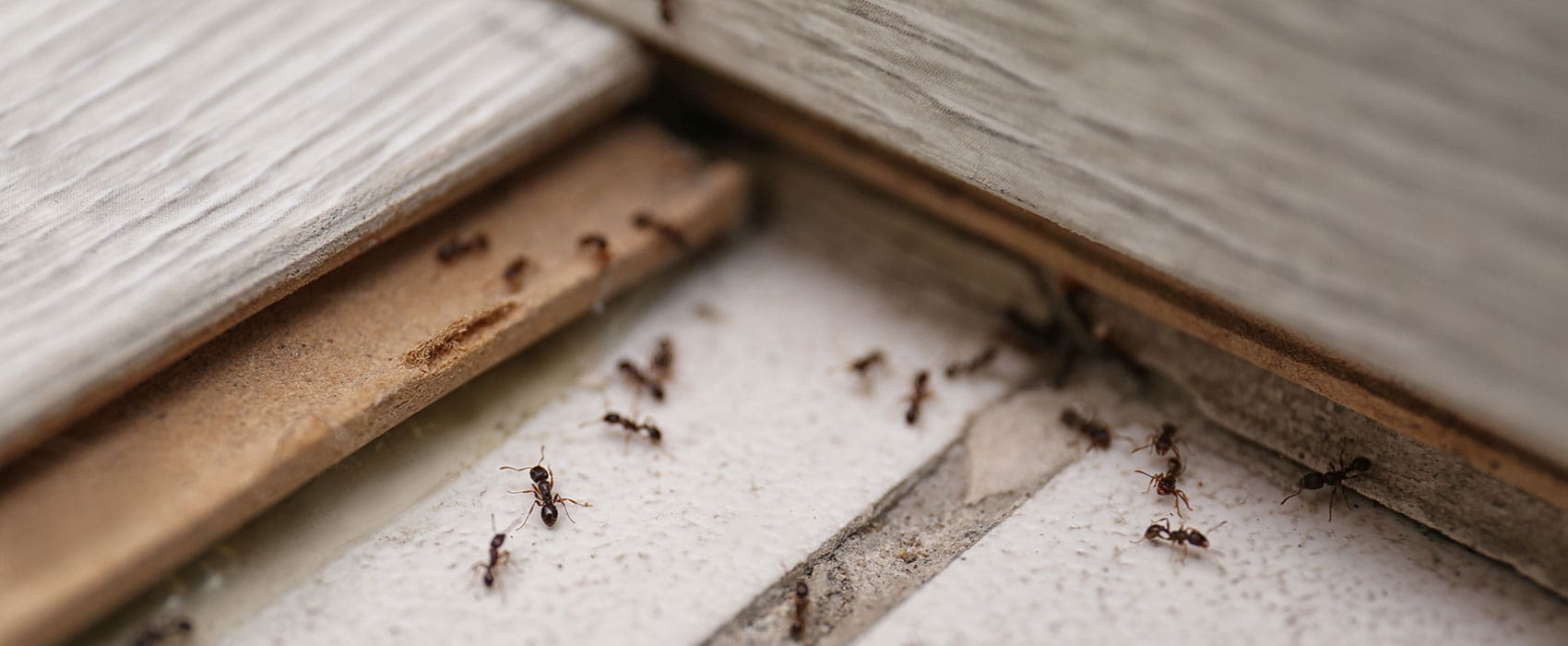 ant removal