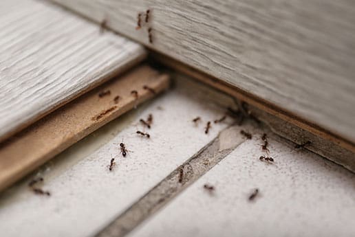 ant control