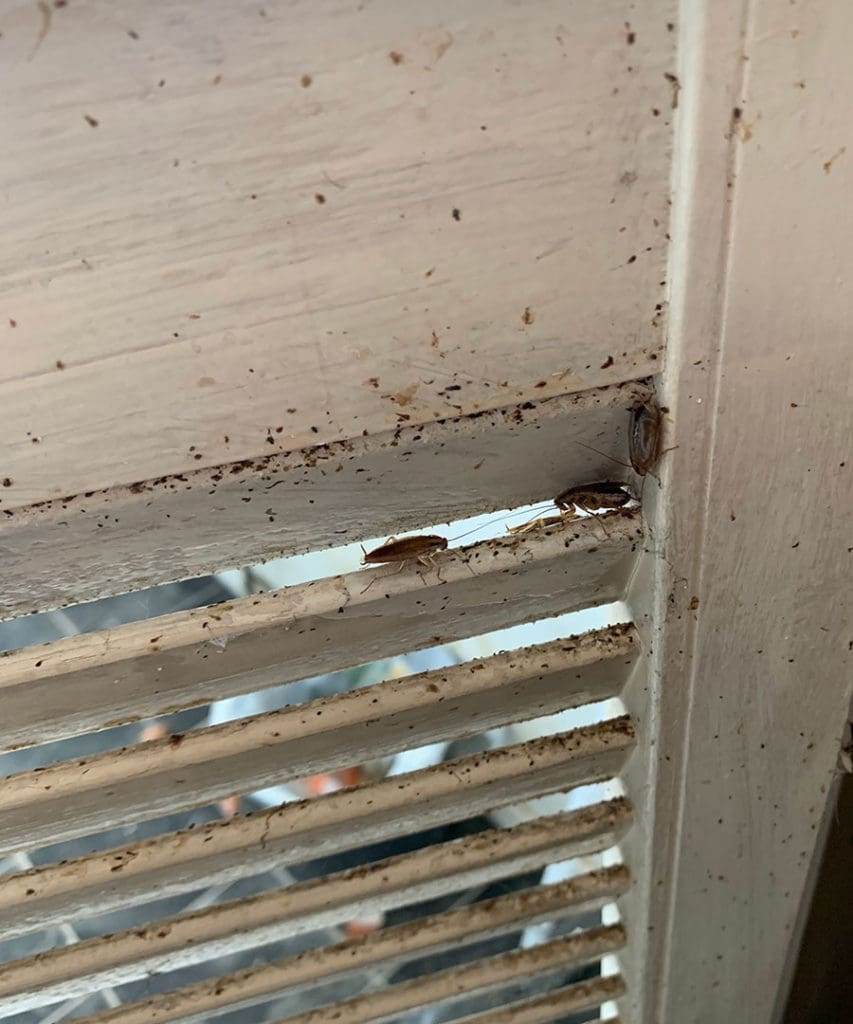 cockroaches