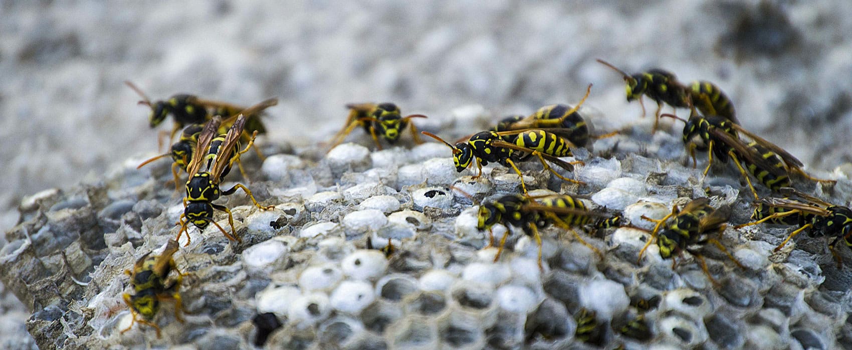 wasp nest removal