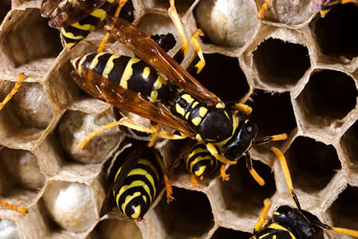 wasp nest removal